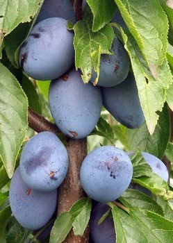 Ploomipuu Wegierka Zwykla – paljasjuursed istikud