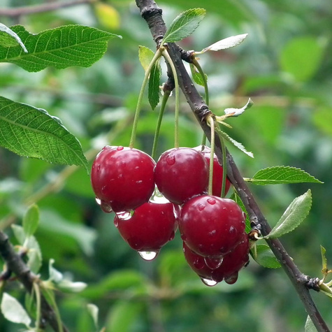 Maguskirsipuu Schneidera – paljasjuursed istikud