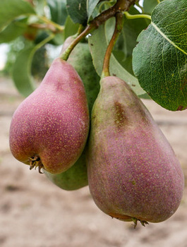 Pirnipuu Xenia – magus talvine sort – paljasjuursed istikud