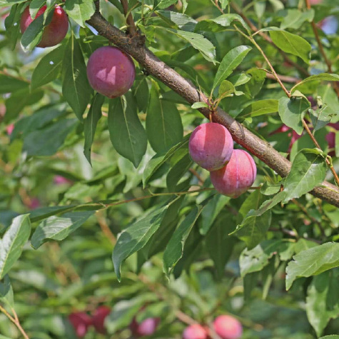 Ploomipuu (jaapani) Casselman – paljasjuursed istikud