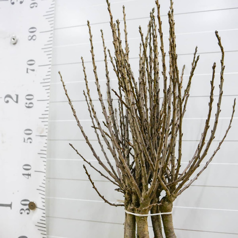 Hapukirsipuu Mini Piemont – istikud paljasjuurega