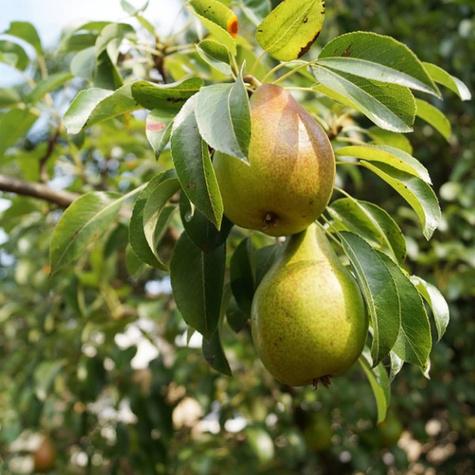 Pirnipuu Amfora – paljasjuursed istikud