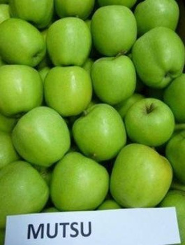 Õunapuu Mutsu – paljasjuursed istikud
