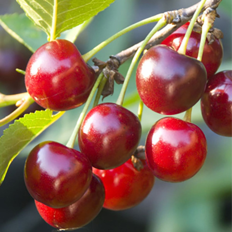 Hapukirsipuu Suur Klaas – paljasjuursed istikud