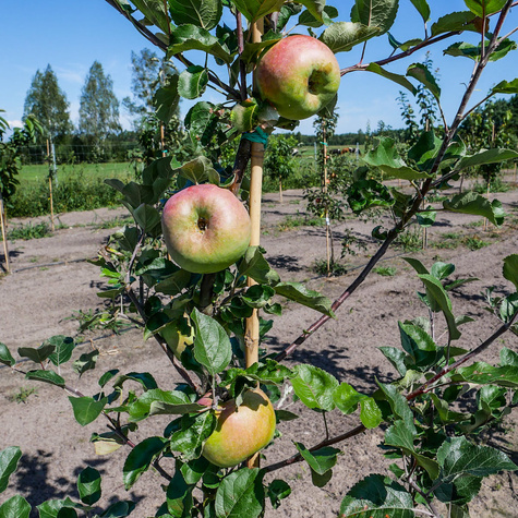 Õunapuu Kronselska – paljasjuursed istikud