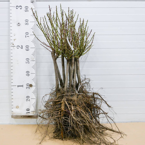 Virsikupuu Honey Gold kääbusvorm – paljasjuursed istikud