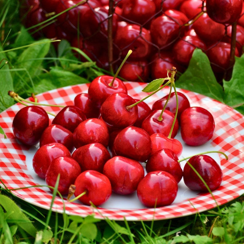 Czereśnia SAMOPŁODNA Skeena START PACK