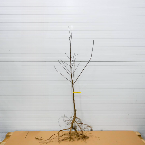 Aprikoosipuu Early Orange – paljasjuursed istikud