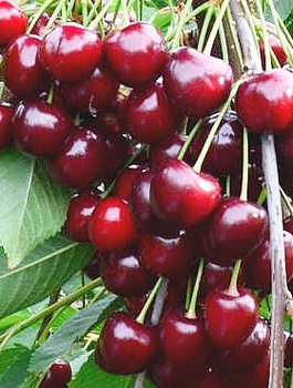 Maguskirsipuu (pool-kääbus) Carmen – paljasjuursed istikud