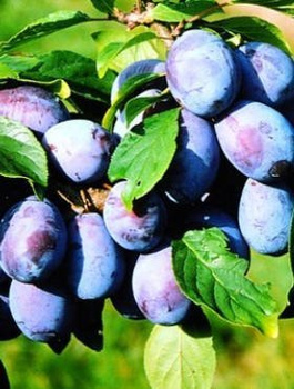 Ploomipuu Presenta – paljasjuursed istikud