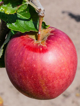 Õunapuu Jonaprince – paljasjuursed istikud