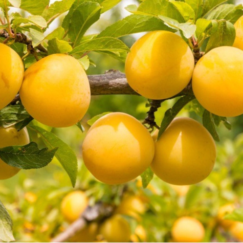 Śliwa japońska Żółta Afaska Mrozoodporna START PACK ® 
