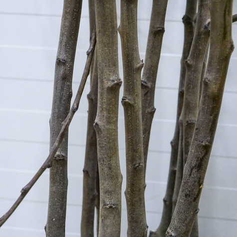 Ploomipuu Oneida – paljasjuursed istikud