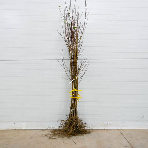 Nektariinipuu Fantasia – paljasjuursed istikud