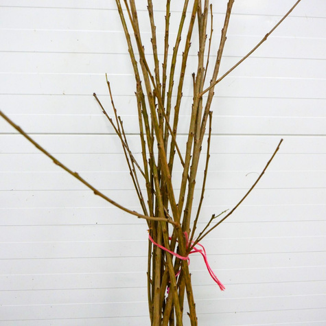 Maguskirsipuu Burlat – paljasjuursed istikud