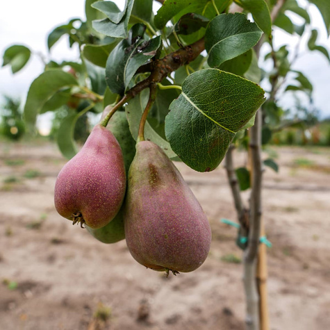 Grusza Xenia słodka zimowa odmiana Start Pack