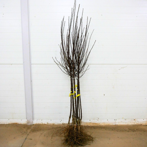 Ploomipuu Renklode Althana – paljasjuursed istikud