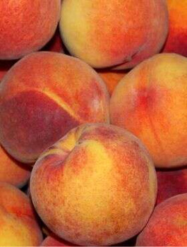 Virsikupuu Royalvee – paljasjuursed istikud