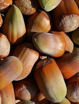 Sarapuu Trapezundski – paljasjuursed istikud