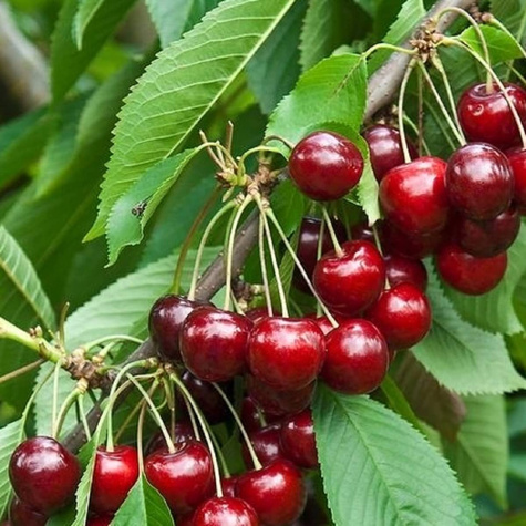 Czereśnia typu Techlovan START PACK ®