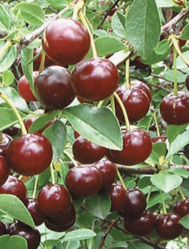 Hapukirsipuu Lucyna – paljasjuursed istikud