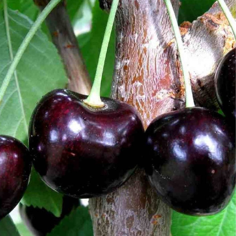 Czereśnia półkarłowa Kasandra duże i smaczne owoce START PACK ®