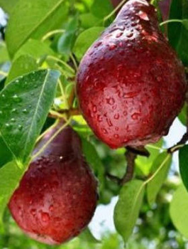 Pirnipuu Red Faworytka punane Klapsa – paljasjuursed istikud