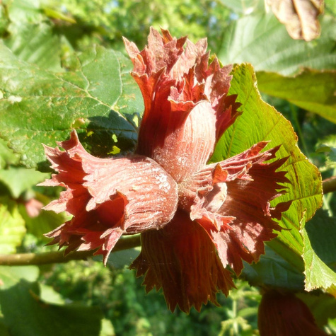 Sarapuu Syrena (Punane leskizna) – paljasjuursed istikud