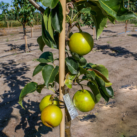 Pirnipuu Aasia Nijisseiki New Century – paljasjuursed istikud