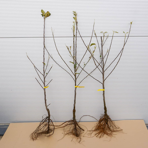 Õunapuu Delikates – paljasjuursed istikud