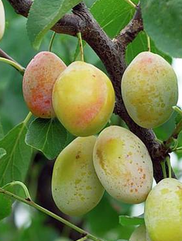 Ploomipuu sambakujuline vorm Kuldne Mirabel – paljasjuursed istikud