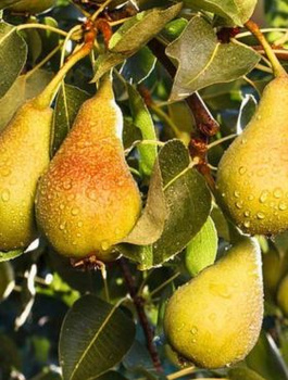 Pirnipuu Bera Hardy – paljasjuursed istikud