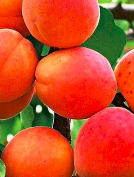 Aprikoosipuu Harogem – paljasjuursed istikud