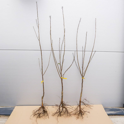 Hapukirsipuu Groniasta z UJF – paljasjuursed istikud