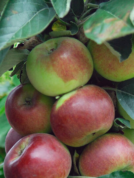 Õunapuu Flamenco sambakujuline vorm – paljasjuursed istikud