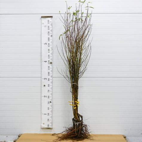 Virsikupuu Rakoniewicka – paljasjuursed istikud