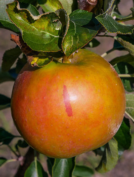 Õunapuu Suncats sambakujuline vorm – paljasjuursed istikud