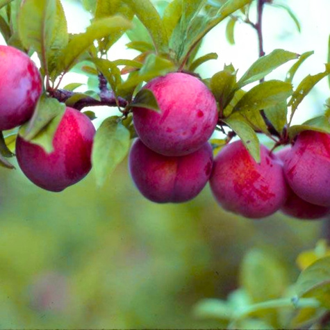 Ploomi-Nektariinipuu Ozark Premier – paljasjuursed istikud