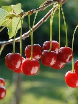 Hapukirsipuu Nana – paljasjuursed istikud