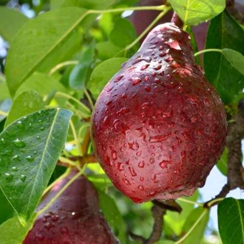 Pirnipuu Red Faworytka punane Klapsa – paljasjuursed istikud