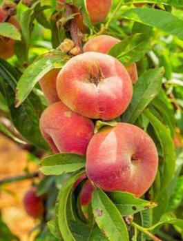 Virsikupuu Paraguayo UFO (lamedaviljeline) – paljasjuursed istikud