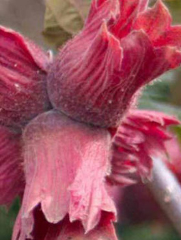 Sarapuu Lamberta Punane – paljasjuursed istikud