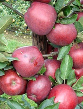 Õunapuu Red Chief Camspur – paljasjuursed istikud