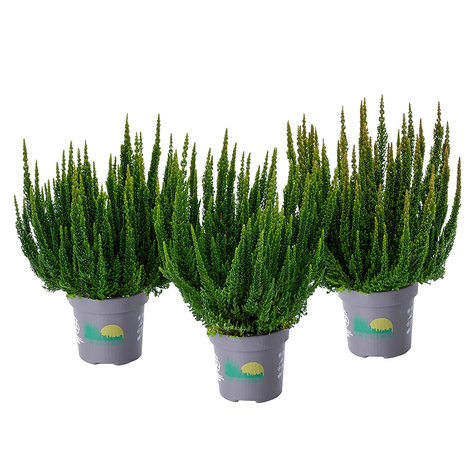 Kanarbik Skyline Stockholm roheline – istikud