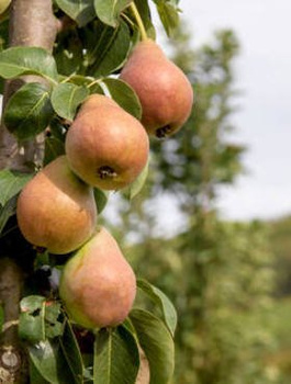 Pirnipuu sambakujuline vorm Obelisk – paljasjuursed istikud