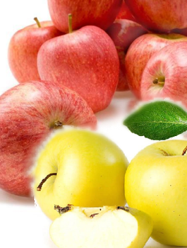 DUO Õunapuu Gala + Golden Delicious – paljasjuursed istikud