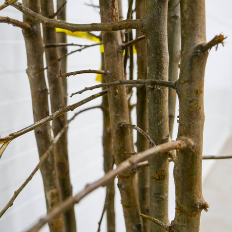 Ploomipuu (jaapani) Kometa – paljasjuursed istikud