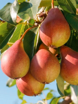 Pirnipuu Decora sambakujuline vorm – paljasjuursed istikud