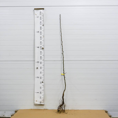 Pirnipuu Aasia Nijisseiki New Century – paljasjuursed istikud