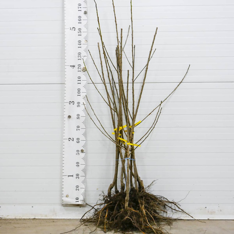 Maguskirsipuu Maria Valge – paljasjuursed istikud